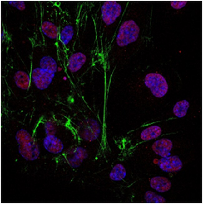 MilliporeSigma Sheep antiRabbit IgG, Cy3, Secondary Antibody, 500μg, Fisher Scientific